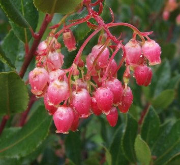 Arbutus unedo